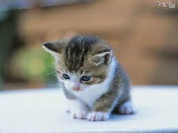 Anak kucing yang sangat comel youtube. Gambar Kucing Comel Senyum 81021 Nama Untuk Kucing Comel Lucu Dan Unik