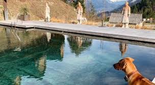 Camping mit hund ist nicht überall möglich. Hunde Haben Es Gut Am Alpencamping Nenzing Alpencamping Nenzing