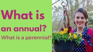 Feb 28, 2021 · while the top portion of a perennial dies back in winter, new growth appears the following spring from the same root system. What Is An Annual Plant What Is A Perennial Plant The Gardenettes Youtube