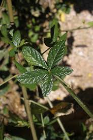 Image result for Crotalaria cleomifolia