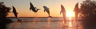 Frequently Asked Questions Dolphins Plus