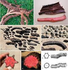 Image result for Hydnora