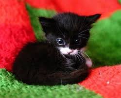 Black And White Cat With Pink Nose Cute Black Kitten With A White Nose Kittens Cutest Newborn Kittens Cute Cats