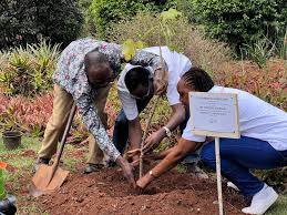 Image result for Cylicomorpha parviflora