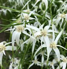 Image result for Rhynchospora rugosa