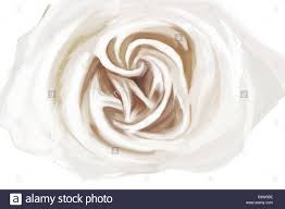 Weisse Rose Zeichnen Stockfotografie Alamy