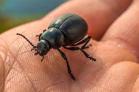 Remove soft furniture, curtains, and toys as obstacles absorb ultrasound. Will Ultrasonic Pest Repellers Work On Bedbugs