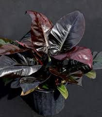 Philodendron Black Cardinal Plants In 2020 Plants Philodendron Plant Philodendron
