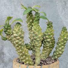 Image result for Monadenium laeve