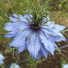 Pin On Angly And Sheily S Seeds