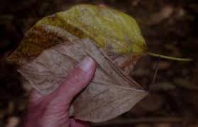 Image result for Premna velutina