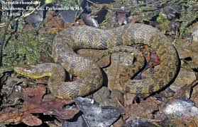 It is missouri's largest watersnake. Nerodia Rhombifer The Reptile Database