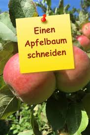 Wenn apfelbäume richtig geschnitten wann werden apfelbläume zurückgeschnitten? Einen Apfelbaum Schneiden Gartenbob De Der Garten Ratgeber