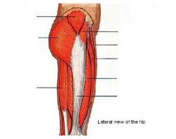 Anatomynote.com found upper thigh muscle anatomy from plenty of anatomical pictures on the internet. Upper Thigh Muscles