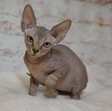 Why buy a xoloitzcuintle/mexican hairless puppy for sale if you can adopt and save a life? Sphynx Kittens For Sale Spring Hill Florida Devon Rex Kittens For Sale Lykoi Cats Werewolf Cats Sphinx Cats Sphynx Cats Hairless Cats Curly Coated Cats