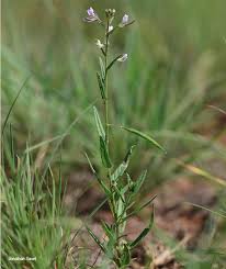 Image result for Cleome monophylla
