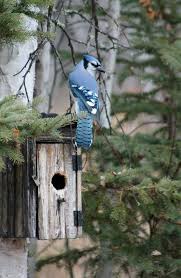 Gray Birds That Look Like Blue Jays Blue Jays Can Be Found In Much Of Texas I See These Birds Almost Year Round Around My Neighborhood Nature Birds Backyard Birds Pet Birds