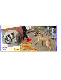 42 Belediyeler Sadece Kisirlastirmak Icin Kedi Kopek Toplar Bunun Disinda Kedi Kopek Toplayamaz Kedi Kopek Kedi Kopek