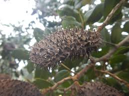 Image result for Tessmannia