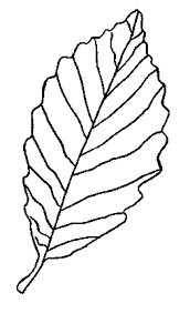 940x716 coloring page leaf big leaf coloring pages leaf coloring page free. Large Leaf Coloring Page Coloring Home
