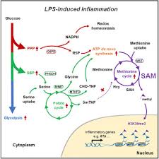 One Carbon Metabolism Supports S Adenosylmethionine And