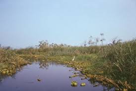 Image result for Vossia cuspidata