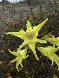 Image result for Kedrostis capensis