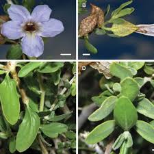 Image result for Petalidium englerianum