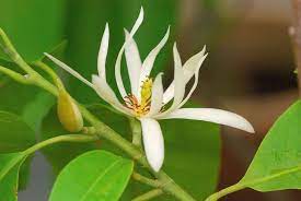 Michelia Alba Cempaka Putih Flower Essentials Magnolia Flower Essential Oils