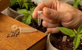 Cannabis Seeds Best Marijuana Seeds Online 2021 Juneau Empire