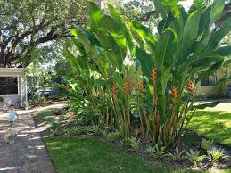 Some Of My Mom S Heliconias Gardening Garden Diy Home Flowers Roses Nature Small Tropical Gardens Tropical Garden Design Tropical Backyard Landscaping