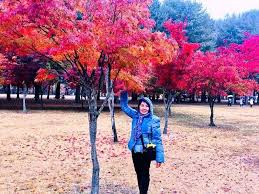 3 autumn foliage in seoul without hiking. Seoul In Autumn Part 1 Sunstar
