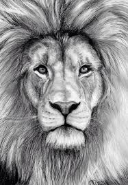 I Really Want This As A Tattoo Pencil Drawings Of Animals Lion Art Realistic Animal Drawings