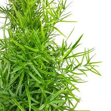 Image result for Asparagus falcatus