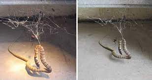 فيديو العنكبوت العملاق يصطاد ثعبان redback spider snake weird pictures