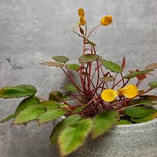 Image result for Begonia vankerckhovenii