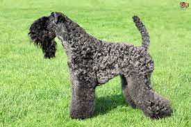 Browse through our breeder's listings and find your perfect puppy at the perfect price. Kerry Blue Terrier Dog Breed Facts Highlights Buying Advice Pets4homes