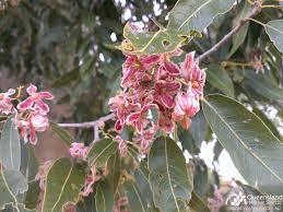 Image result for Enteropogon rupestris