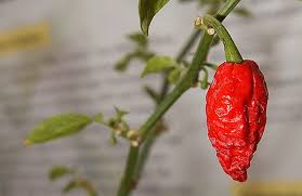 Ghost pepper hot sauce recipe. Serious Heat What To Make With Bhut Jolokia The World S Hottest Chile Recipe