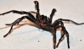 Spiders house пауки птицееды одесса aragogs box. Sydney Funnel Web Spider Facts Identification Pictures