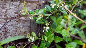 Shop our wide range of climbing plants at warehouse prices from quality brands. New Zealand Jasmine A Real Endemic Climber Auckland Zoo News