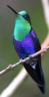 Pin On Kuslar Birds