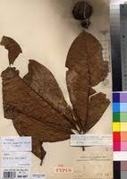 Image result for Rothmannia whitfieldii