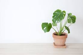 Swiss Cheese Plant A Beginner S Guide To Grow Monstera Deliciosa In 2020 Bathroom Plants Plants House Plants Decor