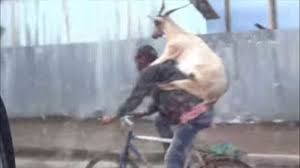 Women for goat slaughter on wn network delivers the latest videos and editable pages for news & events, including entertainment, music, sports, science the chinese word yáng refers both to goats and sheep, with shānyáng specifically goats and miányáng sheep. Goat Riding A Man Riding A Bike Abc7 Chicago