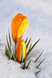Please enjoy this board of orange and yellow!. All Orange Flowers And Yellow Flowers Are Beautiful And With Meanings Of Their Own So Which Do You Prefer Beauti Winter Flowers Crocus Flower Yellow Flowers