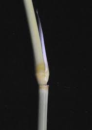 Image result for Aristida stipitata