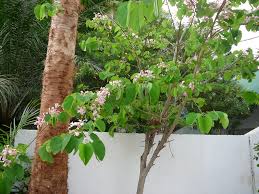 Image result for Bauhinia monandra