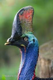 Cassowary Australia Cassowary Australian Discount Club Support Cassowary Http Www Kangadiscounts Com Beautiful Birds Nature Birds Funny Birds