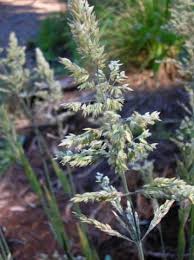 Image result for Holcus